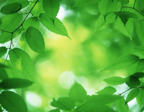 green-tips-gifts-lg